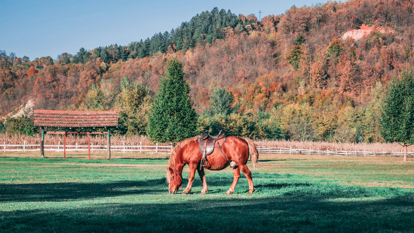 Kvíz kérdést ábrázoló kép.