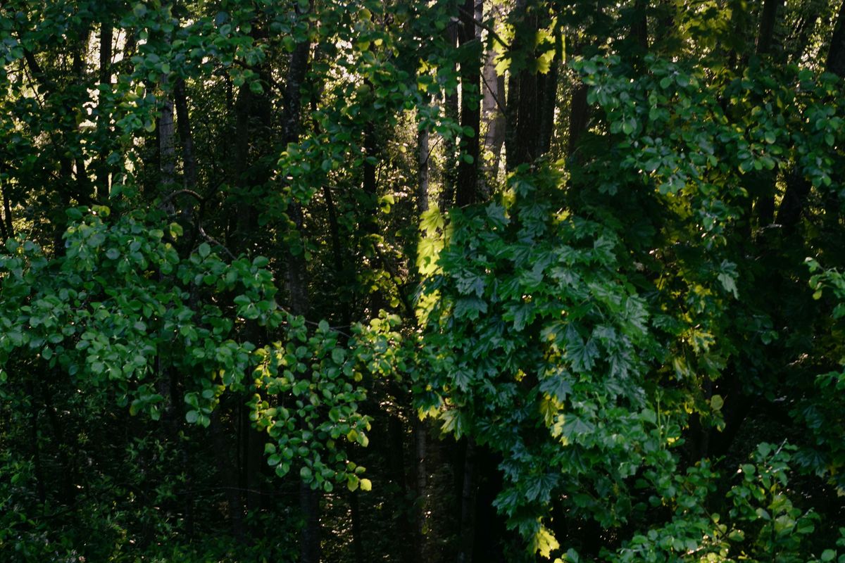 alt=A fiatal motoros rémülten futott el a medve elől az erdőben