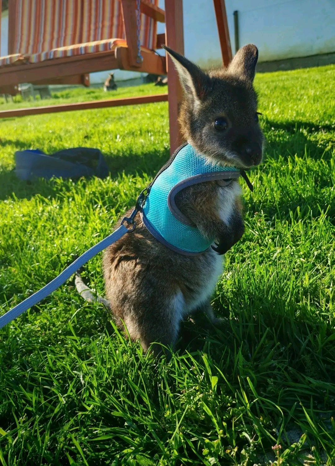 Benett, a kis kenguru egy kis magyar falu lakója