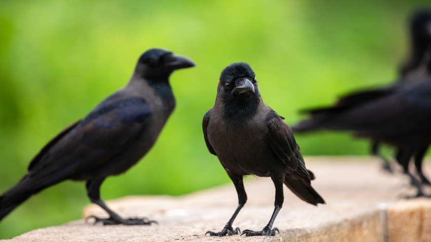 Kvíz kérdést ábrázoló kép.