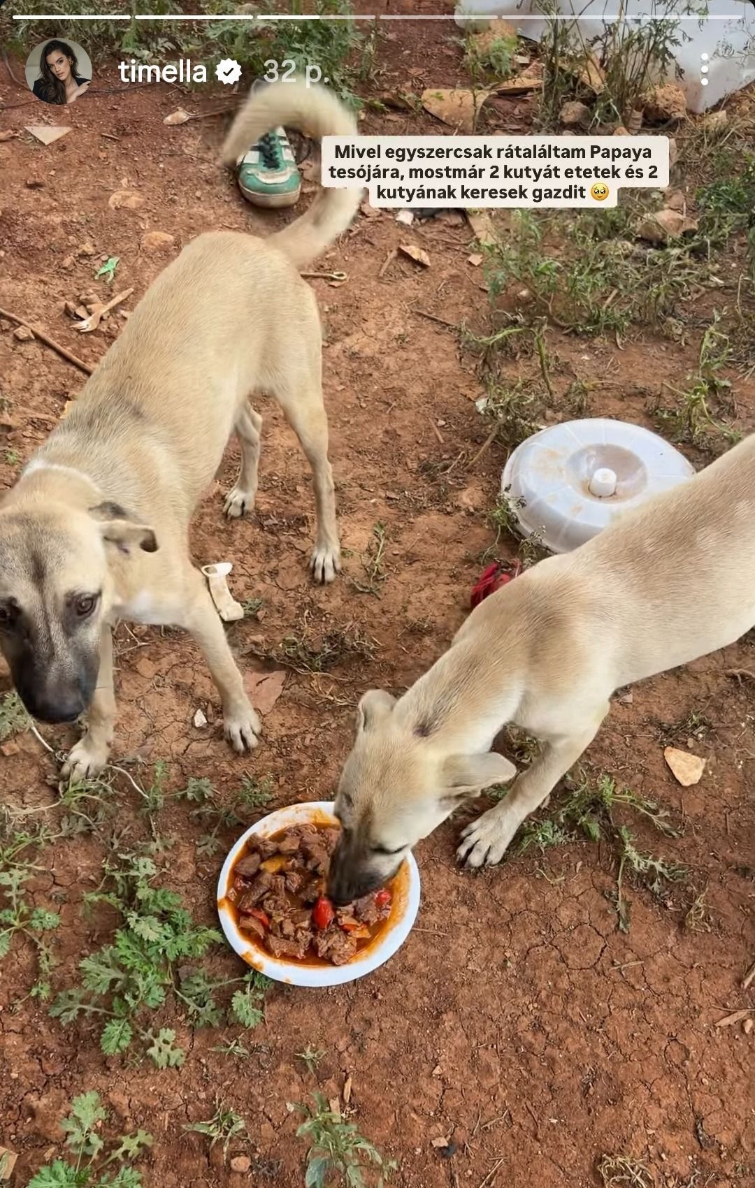 Gelencsér Timinek már két kóbor kutyuson is megesett a szíve, gazdit keres nekik.