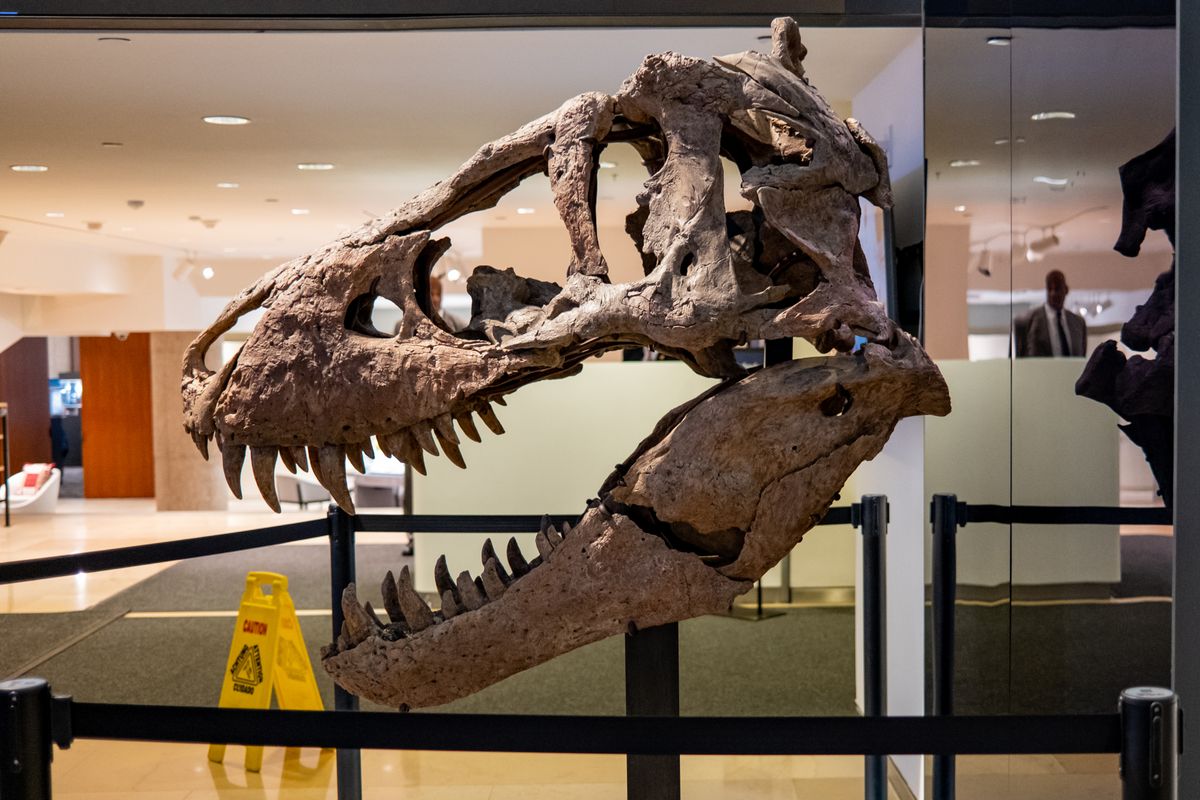 Trex árverés