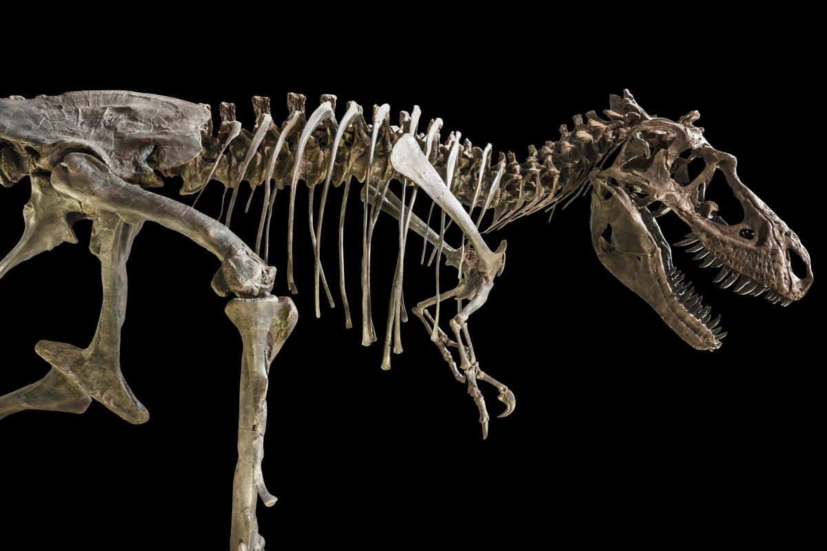 T-rex árverés